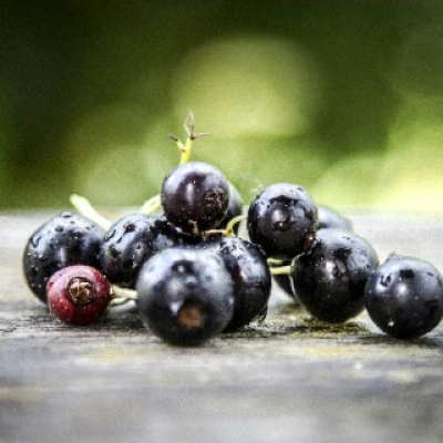 Blackcurrant