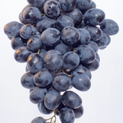 Concord Grape