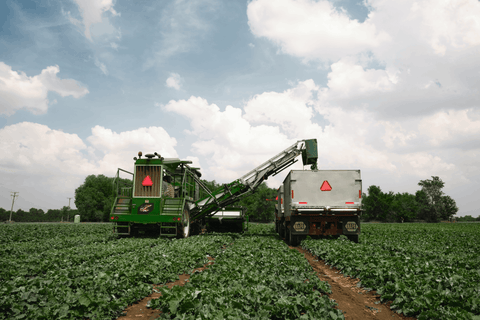 Harvest Time